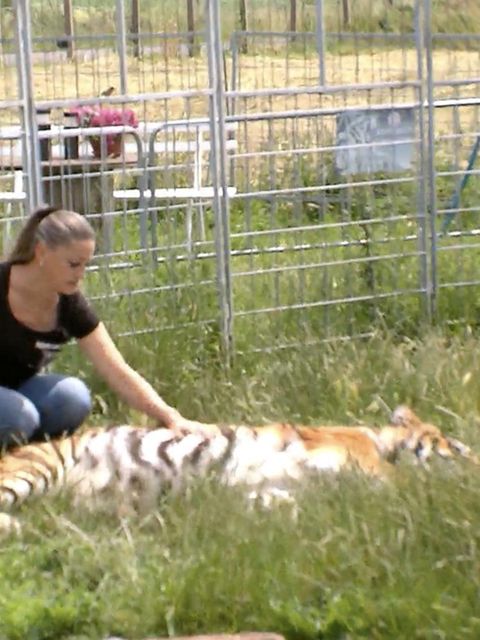 Tiger in Gehege