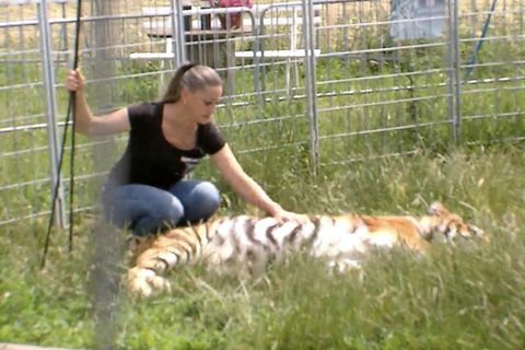 Tiger in Gehege