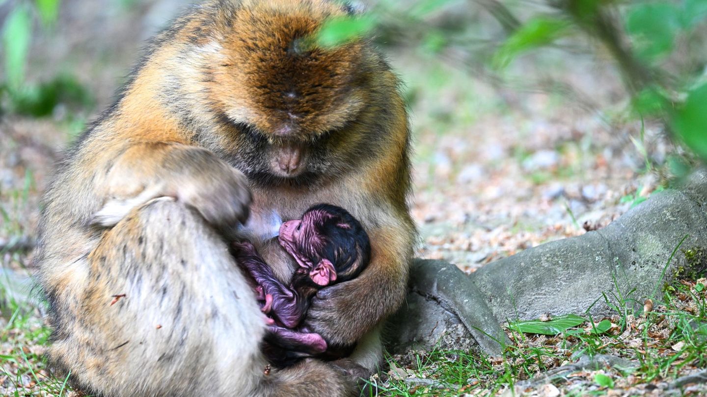 Der Tierpark am Bodensee feiert in diesem Jahr seinen 50. Geburtstag. Foto: Felix Kästle/dpa