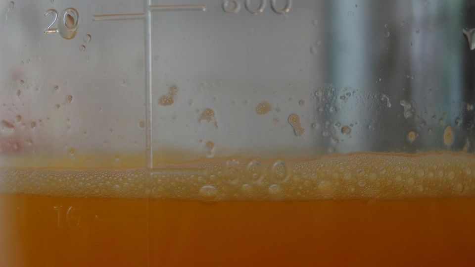 Der Schaum kratzt am 500-ml-Eichstrich. Ein starkes Ergebnis des Ninja-Juicers