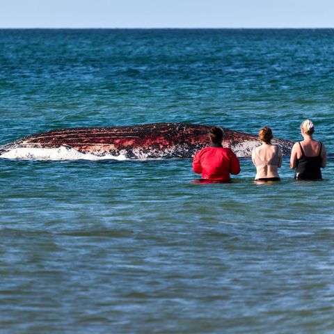 Der tote Wal Timmy wird von Zuschauerinnen im Wasser beobachtet