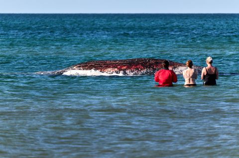 Der tote Wal Timmy wird von Zuschauerinnen im Wasser beobachtet