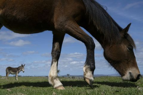 Pferd und Esel auf Weide