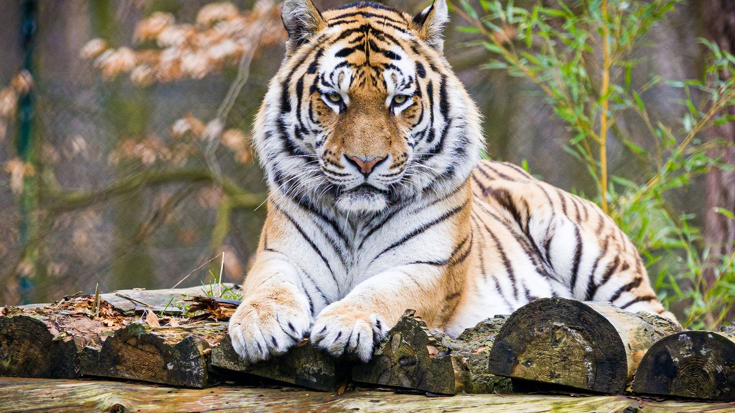 Tiere: Haltung von Raubkatzen ist an klare Regeln gebunden