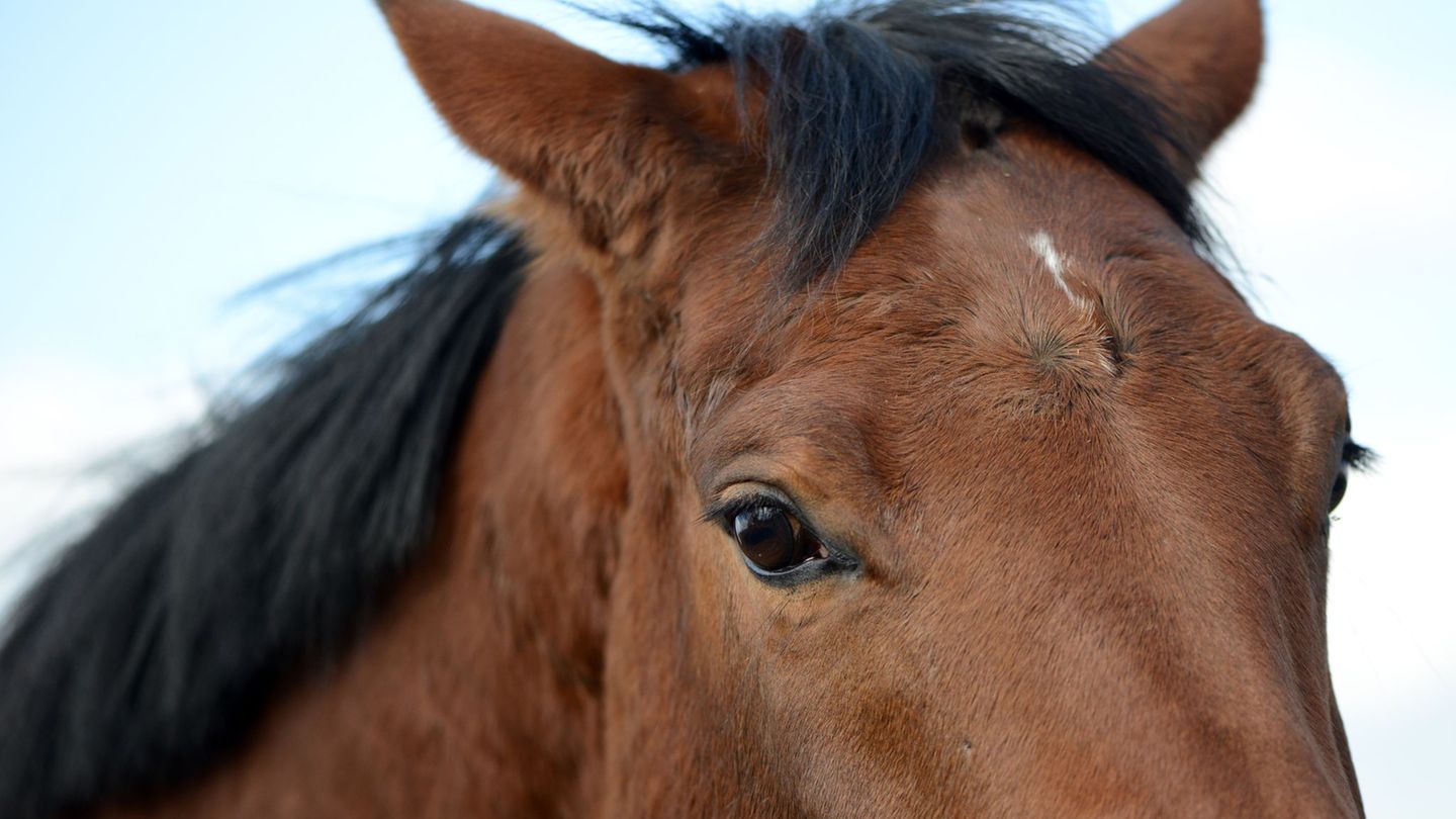 Das Pferd war ausgebüxt. (Symbolbild) Foto: picture alliance / dpa