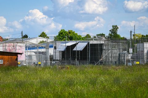 Tierschützer wollen Großkatzen nach Tigerausbruch retten. Foto: Heiko Rebsch/dpa