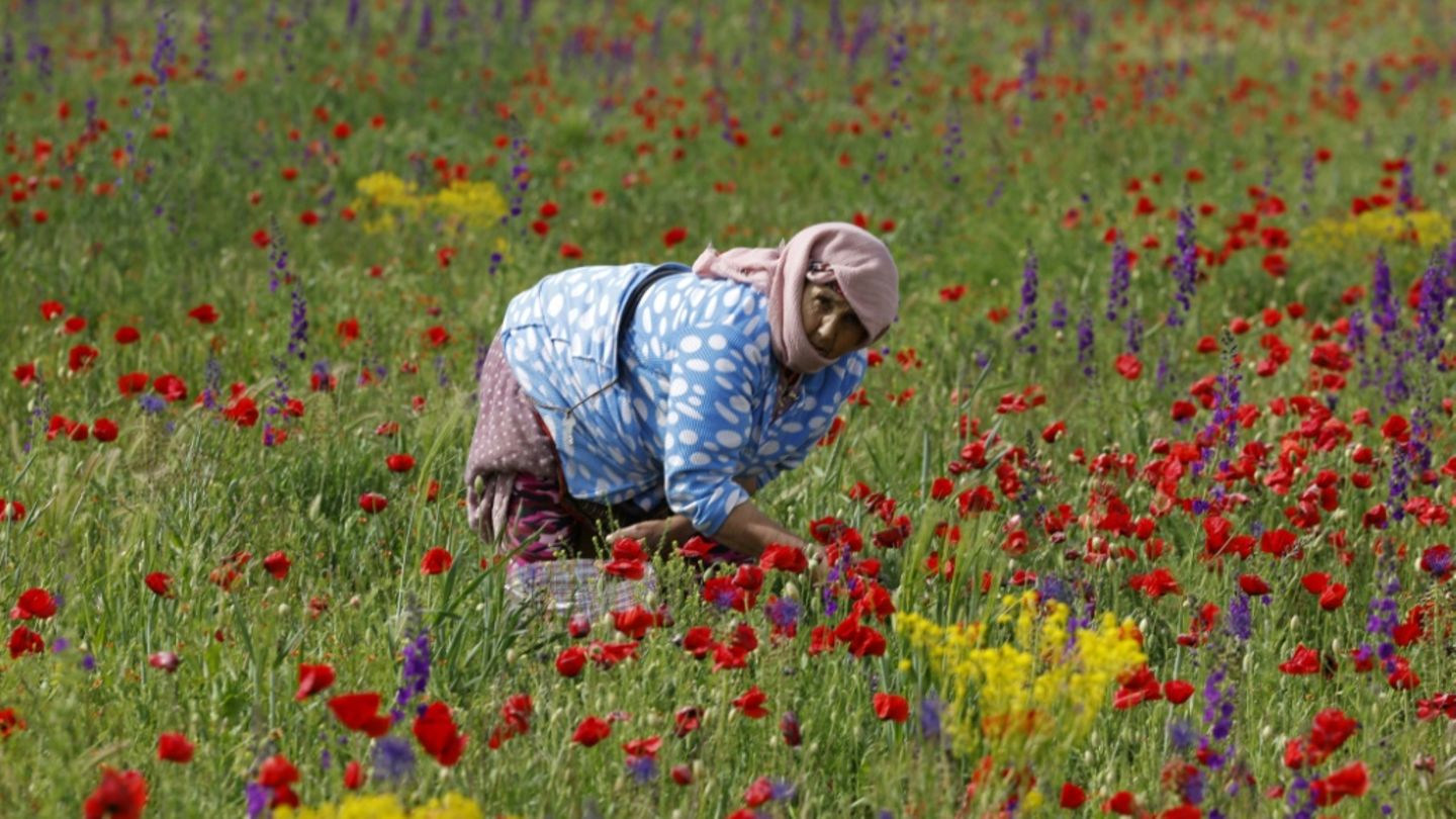 Blumenernte