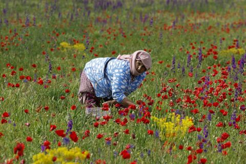 Blumenernte