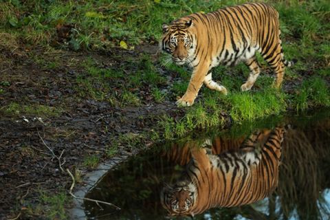 Tiger in Zoo
