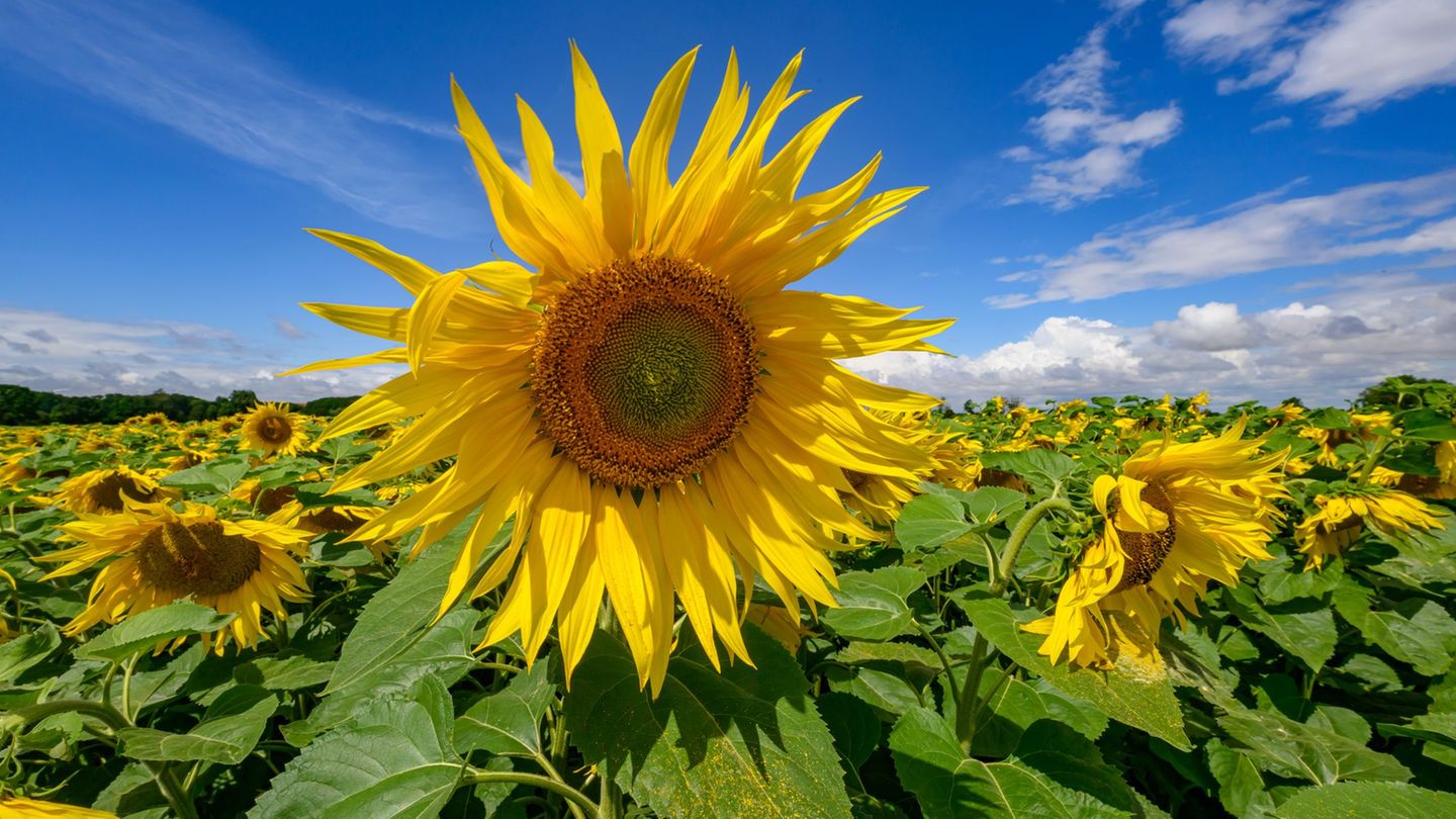 Der Anbau von Sonnenblumen ist in Brandenburg stark gewachsen. (Symbolbild) Foto: Patrick Pleul/dpa
