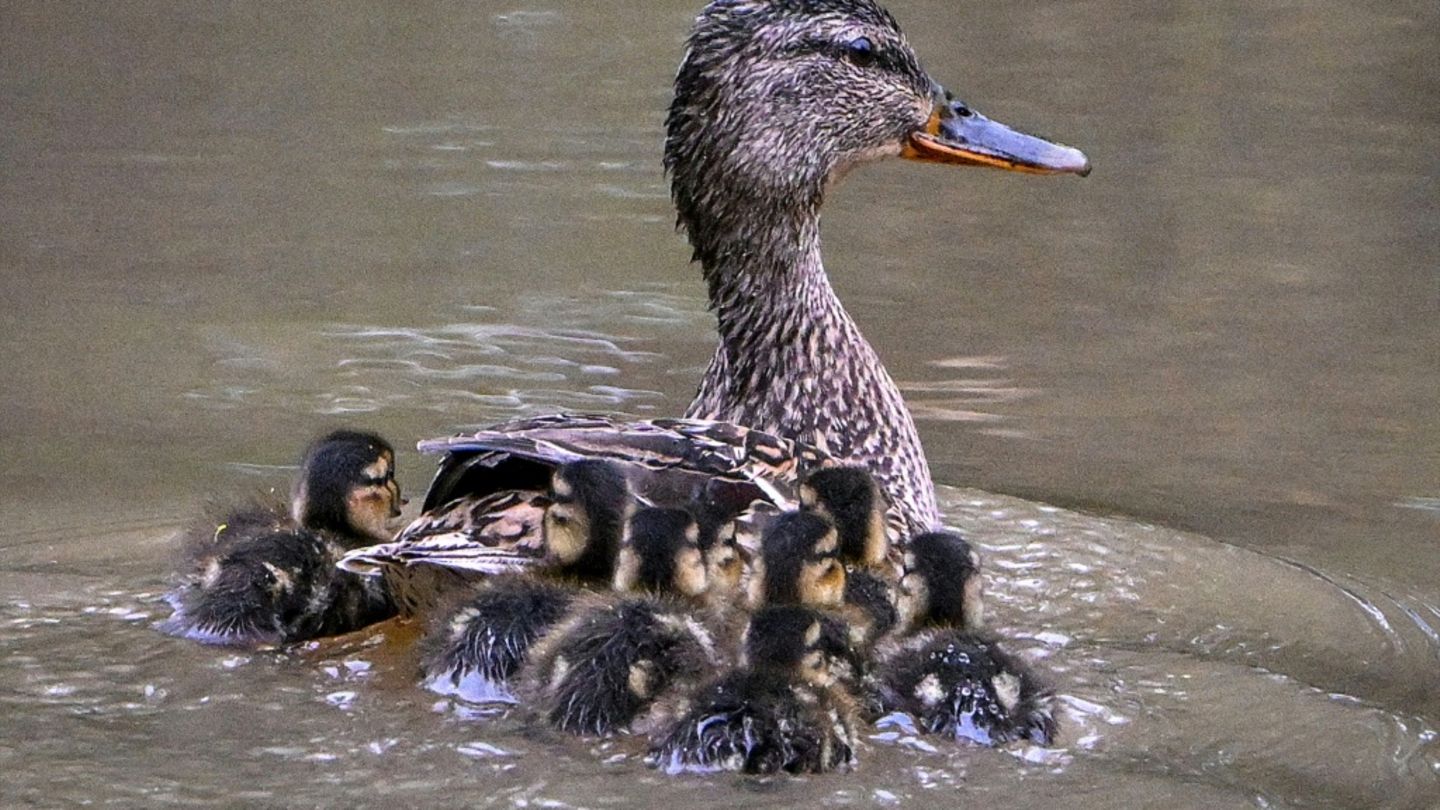 Ente mit Küken in Gewässer