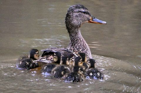 Ente mit Küken in Gewässer