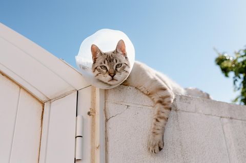 Eine Katze mit Trichter liegt auf einer Mauer