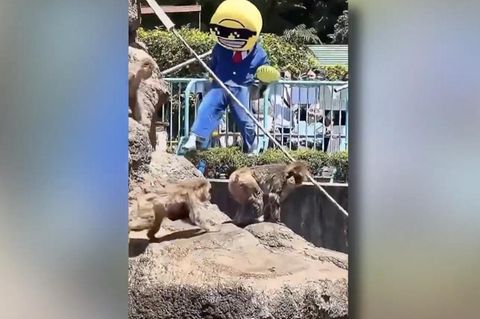 Verkleideter Mann bricht bei Affenbaby Punch ein – Komplize filmt Tat