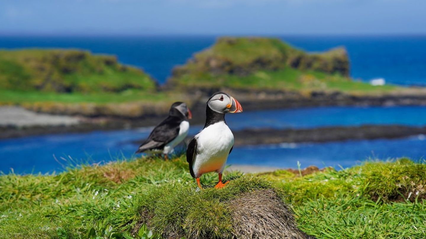 An Schottlands Küsten können Reisende Puffins - oder Papageitaucher - beobachten, am besten zwischen April und Juli.