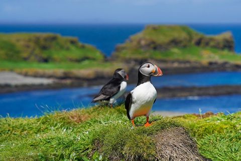 An Schottlands Küsten können Reisende Puffins - oder Papageitaucher - beobachten, am besten zwischen April und Juli.