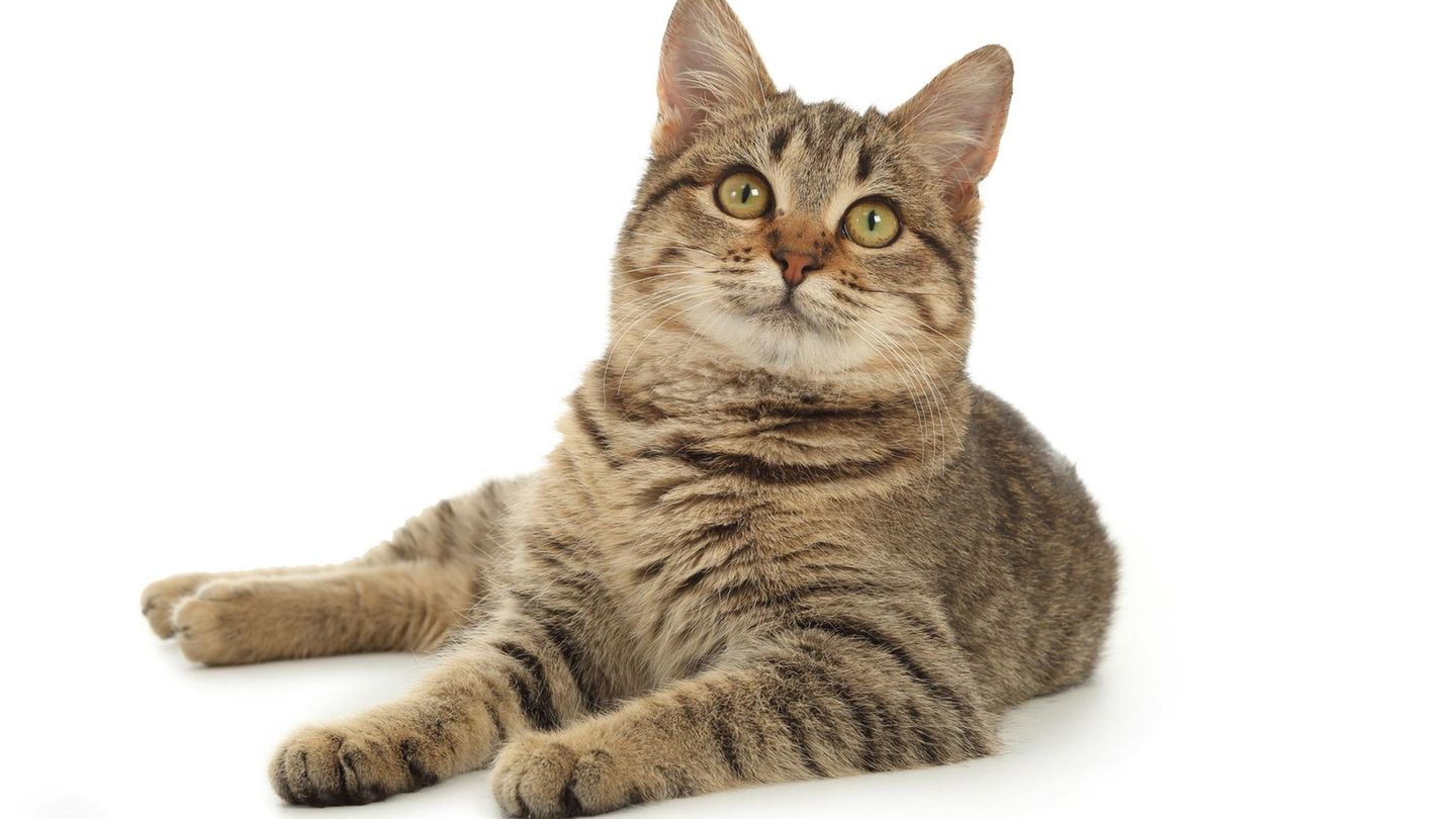 Katze