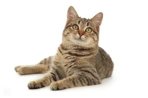 Katze