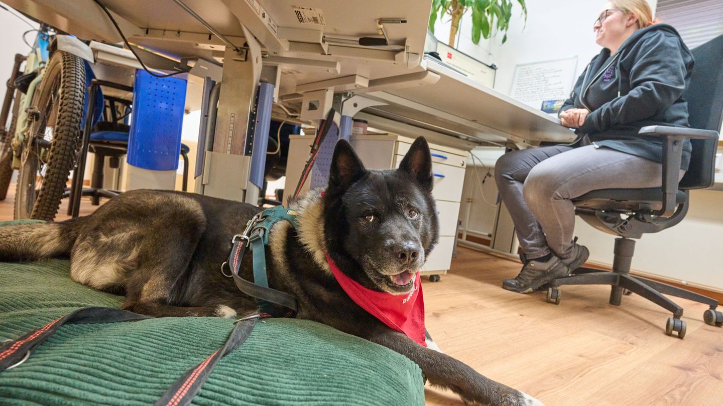 Fenris hat es bequem, während seine Halterin arbeitet. Foto: Thomas Frey/dpa