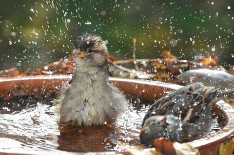 Haussperlinge leben meistens in Gruppen zusammen. (Symbolbild) Foto: Waltraud Grubitzsch/dpa