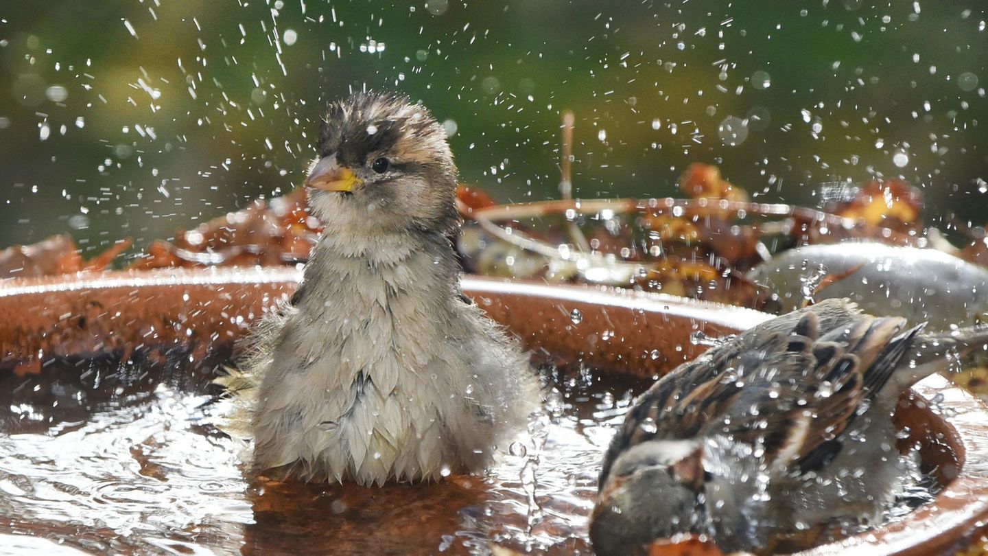 Haussperlinge leben meistens in Gruppen zusammen. (Symbolbild) Foto: Waltraud Grubitzsch/dpa