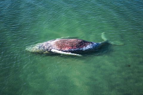 Der tote Buckelwal liegt vor der dänischen Insel Anholt.