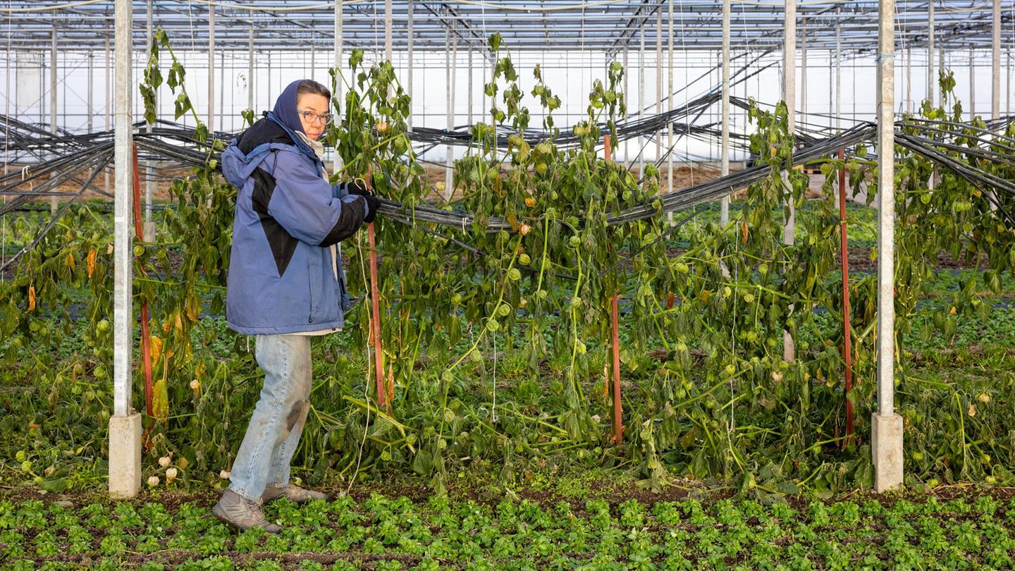 Maria Bienert, 60, Obst- und Gemüsebäuerin
