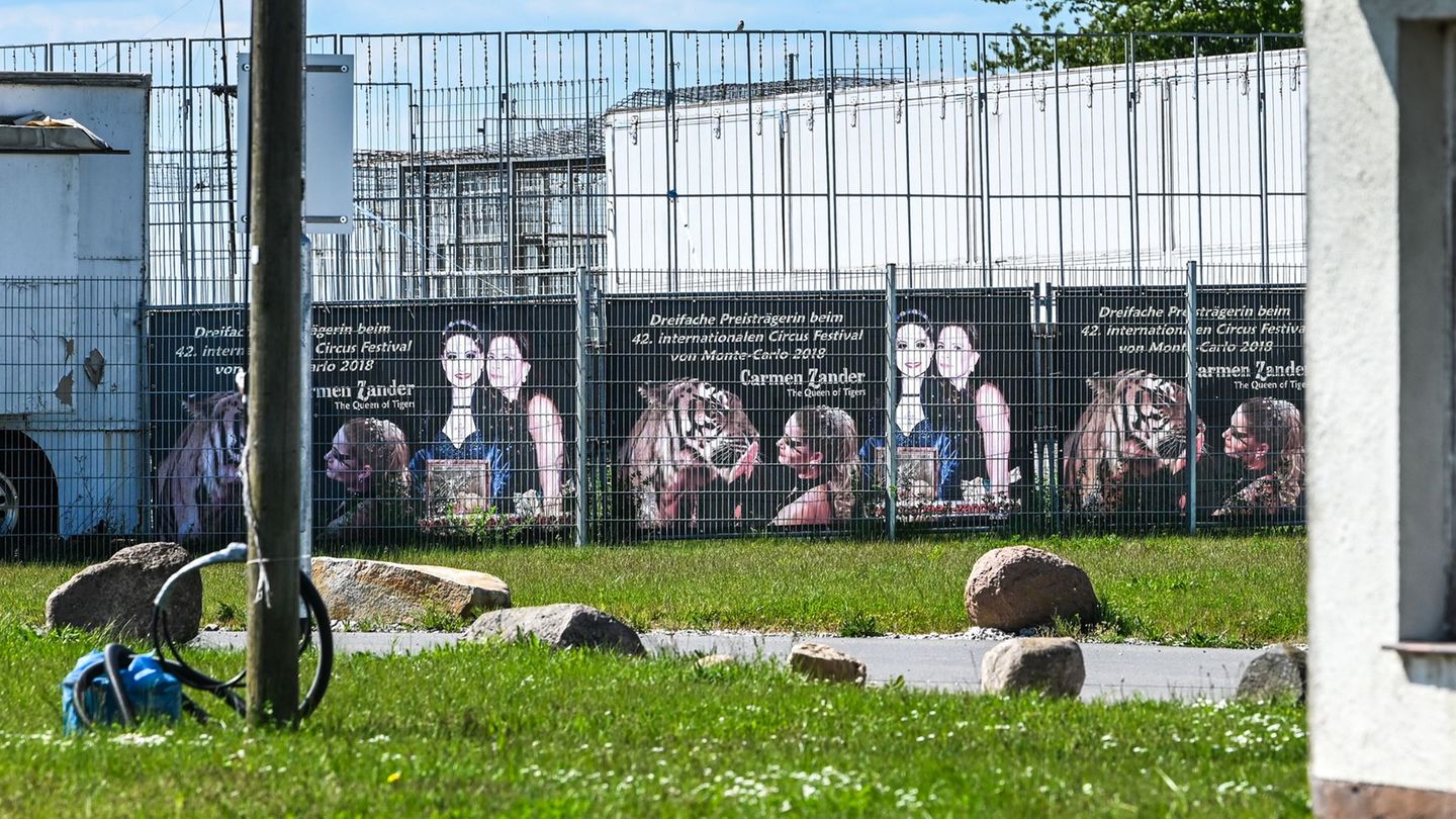 Das Tigergehege genügt laut Behörden nicht den Anforderungen. (Archivbild) Foto: Heiko Rebsch/dpa