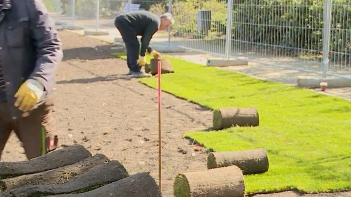 Tipps vom Profi: Samen säen oder „rollen“? So gelingt der Traum vom perfekten Sommer-Rasen