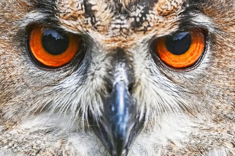 Die Hoffnungen auf erneuten Nachwuchs im Uhu-Nistkasten der Marburger Elisabethkirche haben sich zerschlagen. (Symbolbild) Foto: