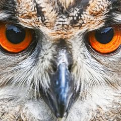 Die Hoffnungen auf erneuten Nachwuchs im Uhu-Nistkasten der Marburger Elisabethkirche haben sich zerschlagen. (Symbolbild) Foto: