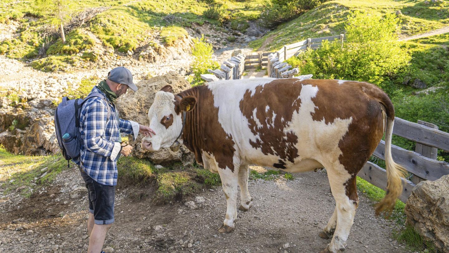 Kühe Alpen Wandern