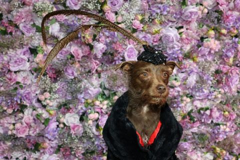 Hundegala