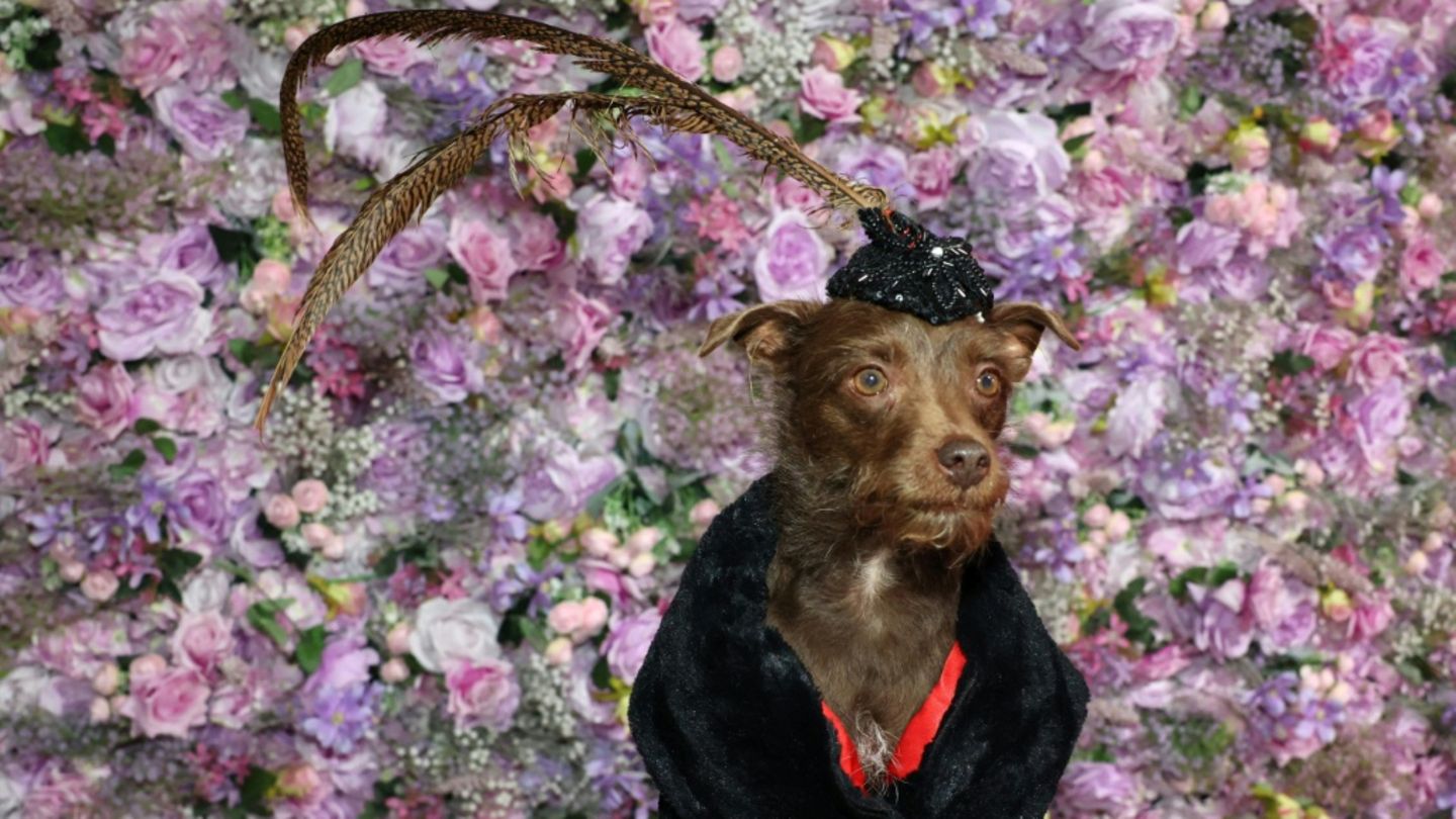 Hundegala
