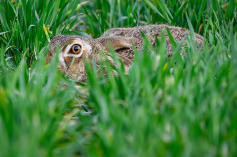 Im Landkreis Sonneberg sind bei Mäharbeiten zwei junge Feldhasen schwer verletzt worden. (Symbolbild) Foto: Patrick Pleul/dpa