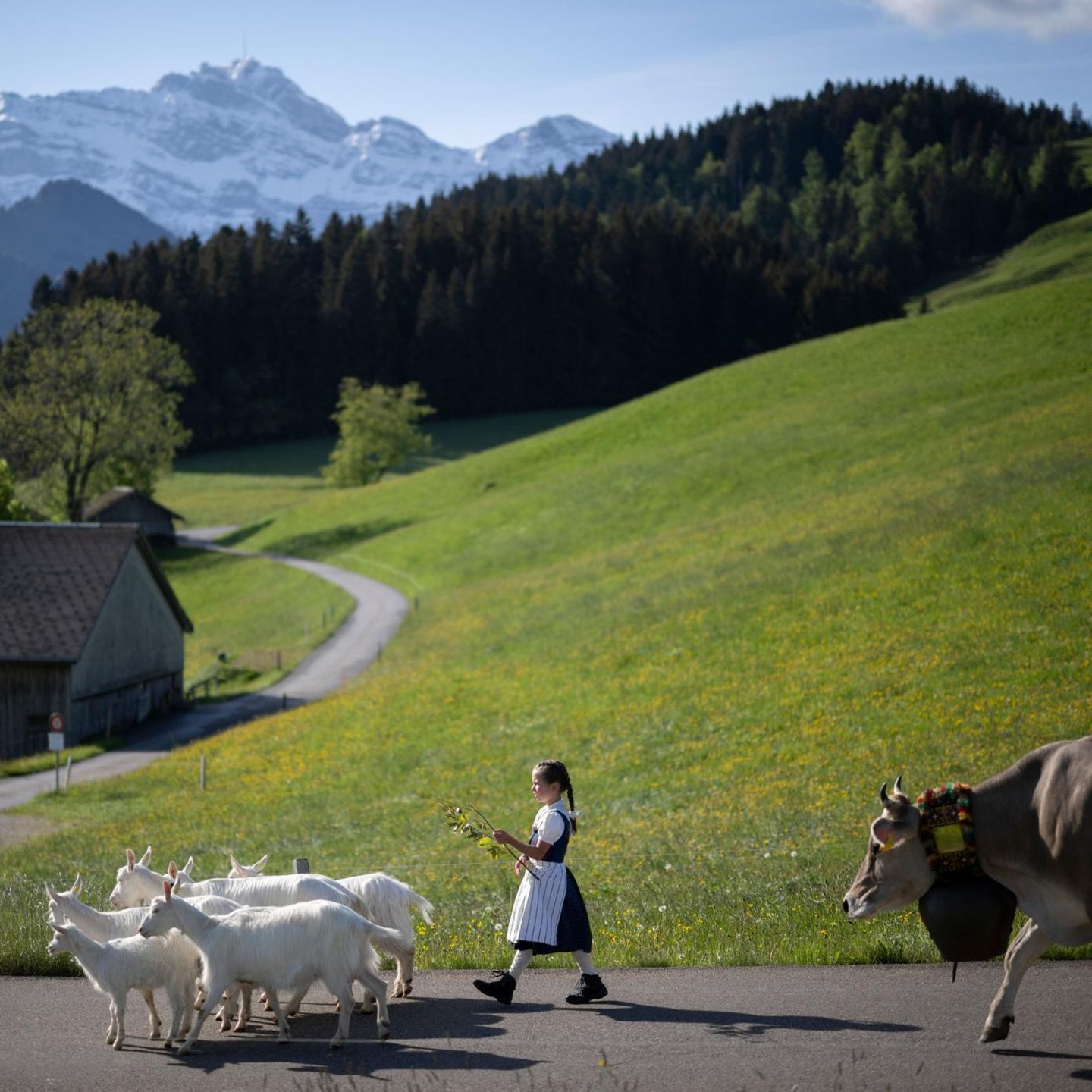 Urnaesch, Schweiz. Nein, hier wird kein neuer „Heidi“-Film gedreht. Ladina nimmt am Almauftrieb der Familie Knaus auf die Alp Scheieli teil. Beim Almauftrieb werden Kühe auf die Alpen getrieben. Für Mensch und Tier heißt das: Der Winter ist endgültig vorbei. Wenn Ziegen und Kühe lächeln könnten, würden sie es nach Monaten bei Kälte im Stall bestimmt tun.