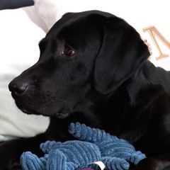Paar zofft sich nach Trennung um Hund – Gericht ordnet Versteigerung des Tieres an