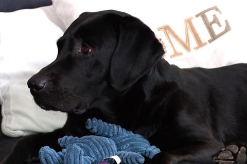 Paar zofft sich nach Trennung um Hund – Gericht ordnet Versteigerung des Tieres an