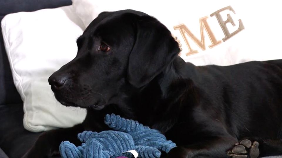 Paar zofft sich nach Trennung um Hund – Gericht ordnet Versteigerung des Tieres an