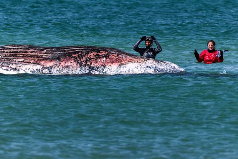 Der Buckelwal vor der dänischen Insel Anholt wurde anhand eines gefundenen Senders identifiziert. (Archivbild) Foto: Marcus Gole