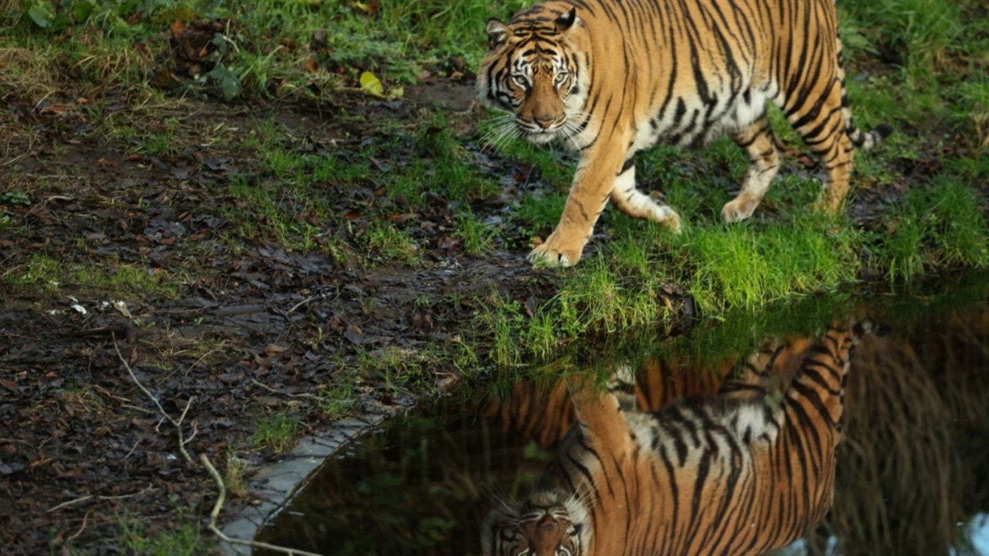 Tiger in Zoo