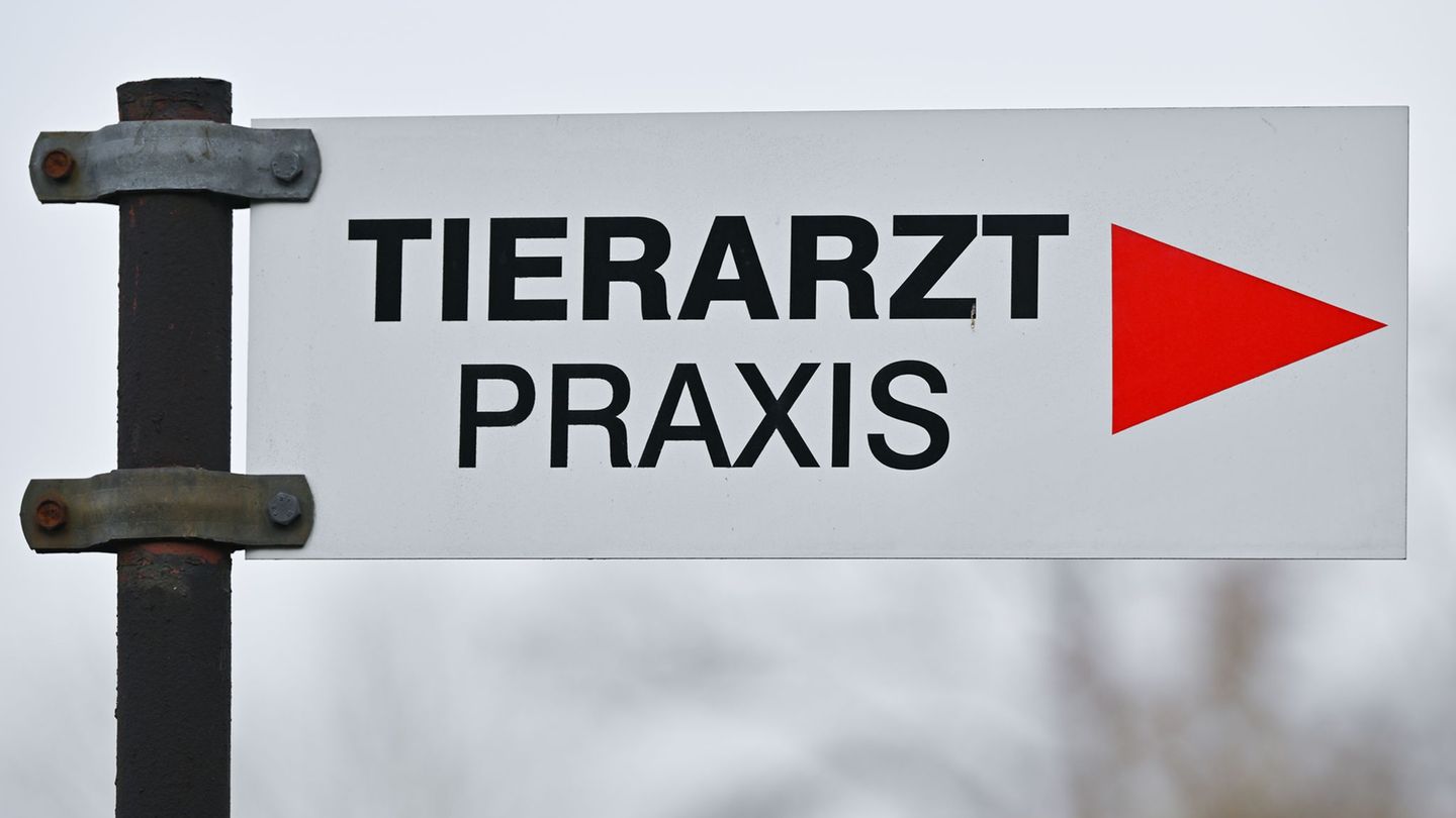 Die Hundehalterin brachte das Tier zum Tierarzt, dort wurde das mutmaßliche Projektil gefunden. (Symbolbild) Foto: Patrick Pleul