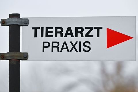 Die Hundehalterin brachte das Tier zum Tierarzt, dort wurde das mutmaßliche Projektil gefunden. (Symbolbild) Foto: Patrick Pleul