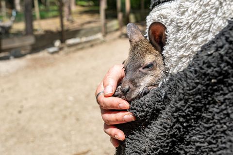 Känguru Elli schaut aus dem Pulli von Tierpark-Chefin Nicole Hoffmeister. Sie zieht das verwaiste Jungtier groß. Foto: Armin Wei