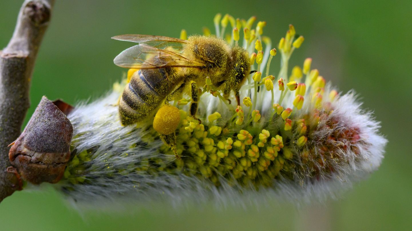 Es braucht mehr wildbienenfreundliche Gärten und Balkone, sagt der Experte vom Hymenopterendienst des Nabu Berlin. (Symbolbild)