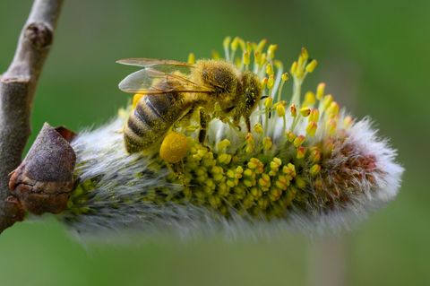 Es braucht mehr wildbienenfreundliche Gärten und Balkone, sagt der Experte vom Hymenopterendienst des Nabu Berlin. (Symbolbild)