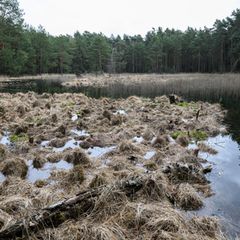 Der Bund für Umwelt und Naturschutz Deutschland möchte auch in Sachsen mehr Flächen der Natur überlassen (Archivbild). Foto: Rob