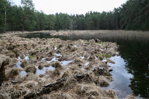 Der Bund für Umwelt und Naturschutz Deutschland möchte auch in Sachsen mehr Flächen der Natur überlassen (Archivbild). Foto: Rob