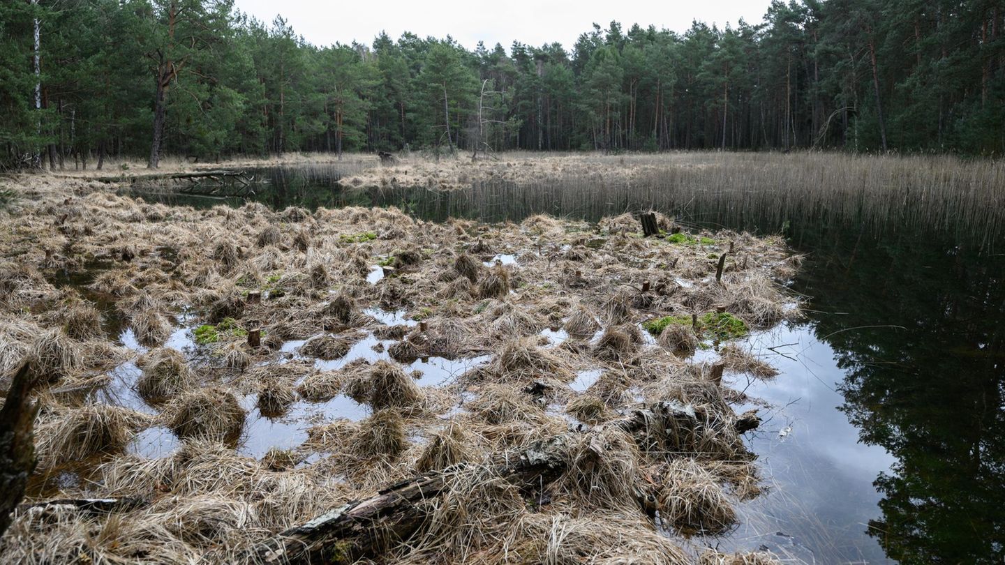 Der Bund für Umwelt und Naturschutz Deutschland möchte auch in Sachsen mehr Flächen der Natur überlassen (Archivbild). Foto: Rob