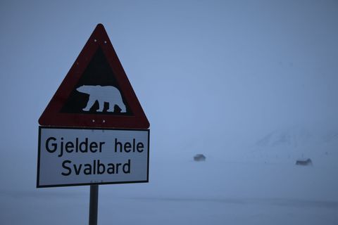 Zum ersten Mal ist in Europa bei einem Eisbären die Vogelgrippe entdeckt worden - und zwar auf der norwegischen Inselgruppe Spit